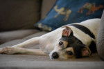 Photo Rat Terrier