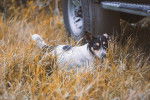 Photo Rat Terrier