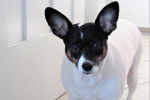 Photo Rat Terrier