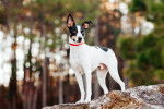 Un Rat Terrier debout sur un rocher