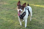 Un Rat Terrier ayant la langue pendante et portant un harnais 