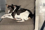 Un Rat Terrier allong&eacute; sur un fauteuil 