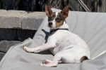 Un Rat Terrier allong&eacute; sur un transat et portant un collier autour du cou