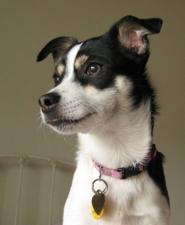 Lucy - Rat Terrier