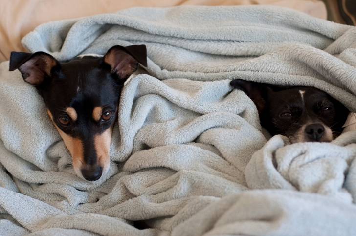 Deux Rats Terriers allongés sous un plaid