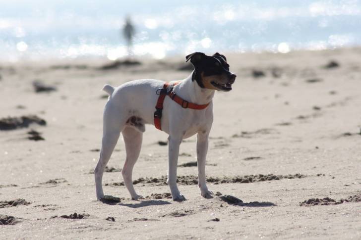 Un Rat Terrier qui se promène sur la plage 