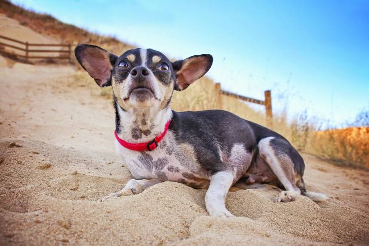 Un Rat Terrier allongé dans le sable