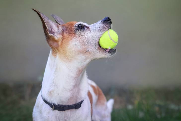 Un Rat Terrier fauve pan blanc avec une ballede tennis dans la gueule