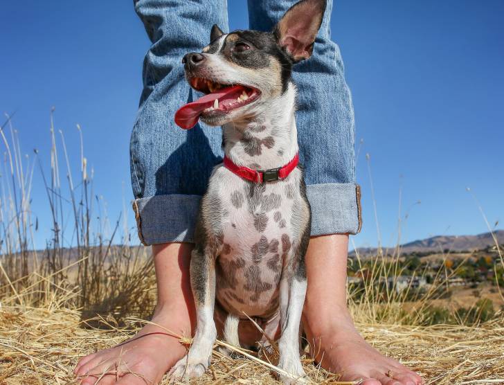 Un Rat Terrier assis entre les jambes de sa propriétaire 