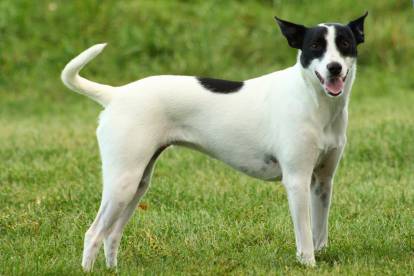 Un Rat Terrier debout dans l'herbe