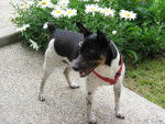 Photo Rat Terrier