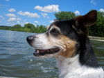 Photo Rat Terrier