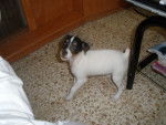 Photo Rat Terrier