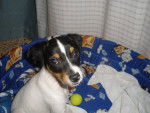 Photo Rat Terrier