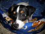 Photo Rat Terrier