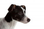 Photo Rat Terrier