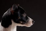 Photo Rat Terrier