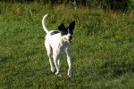 Photo Rat Terrier
