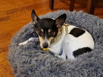 Un Rat Terrier allongé dans un panier et portant un harnais 