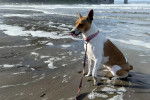Un Rat Terrier assis à la plage au bord de l'eau et qui est tenu en laisse 