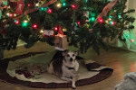 Un Rat Terrier allongé sous un arbre de Noël et portant un collier autour du cou