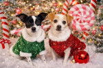 Deux Rat Terrier assis devant un décor de Noël