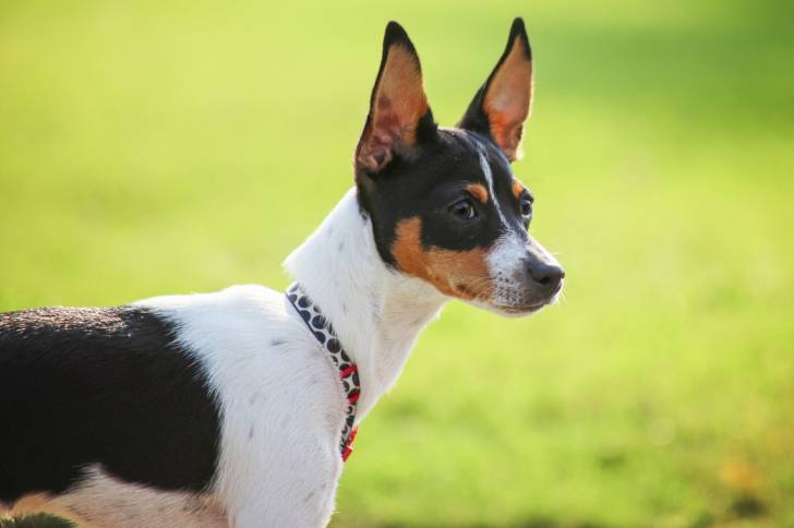 Un Rat Terrier tricolore dans le jardin
