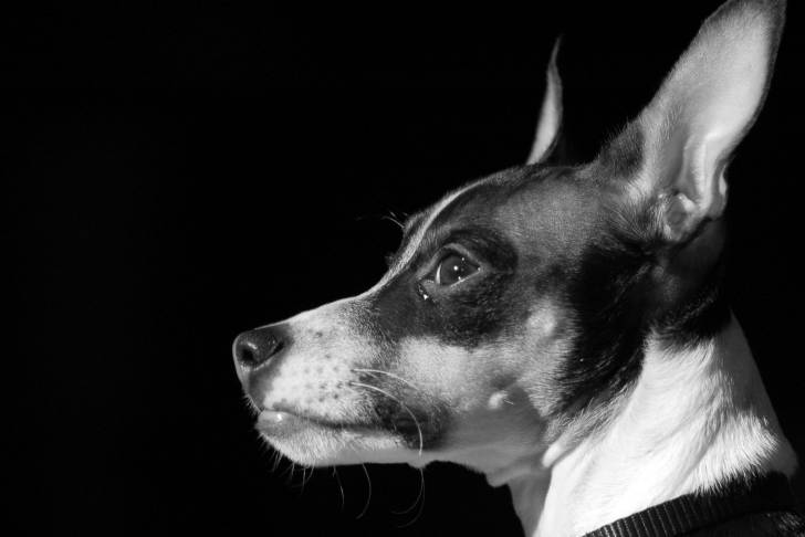 Photo Rat Terrier