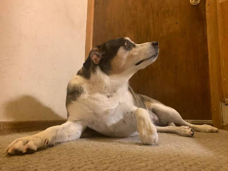 Un Rat Terrier allongé sur une moquette 