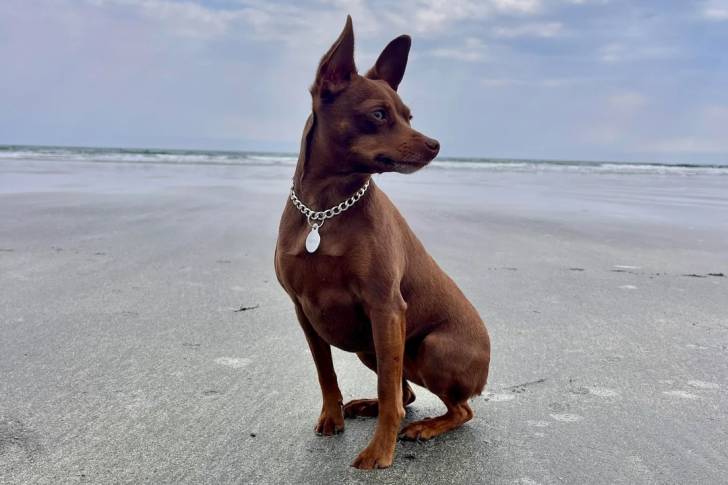 Un Rat Terrier assis sur une surface sableuse et portant un collier autour du cou