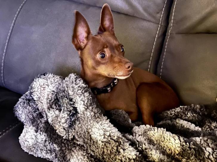 Un Rat Terrier allongé sur un canapé et portant un collier autour du cou