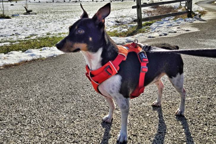 Un Rat Terrier sur une surface bitumée et qui est tenu en laisse