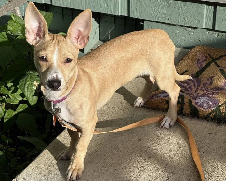 Un Rat Terrier sur une surface bétonnée et qui est tenu en laisse 