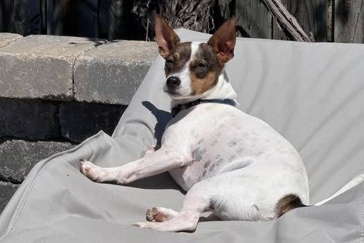 Un Rat Terrier allongé sur un transat et portant un collier autour du cou