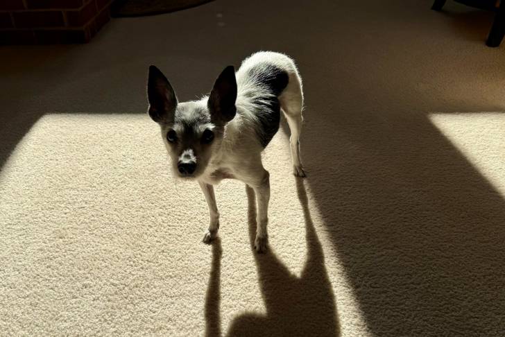 Un Rat Terrier sur une moquette 