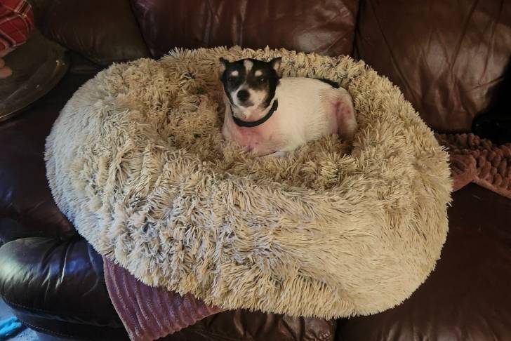 Un Rat Terrier allongé dans un panier et portant un collier autour du cou