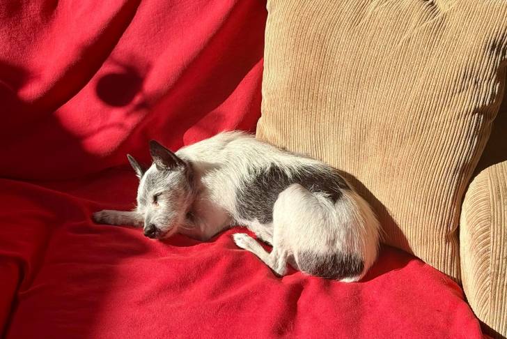 Un Rat Terrier allongé sur un canapé et semblant détendu