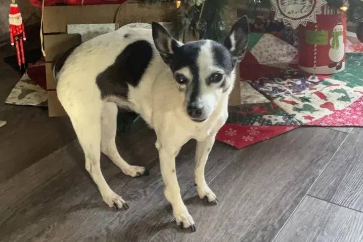 Un Rat Terrier sur un plancher et regardant vers la caméra 