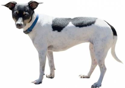 Un Rat Terrier sur fond blanc