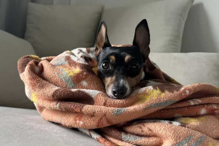 Un Rat Terrier allongé sur un canapé et semblant détendu 