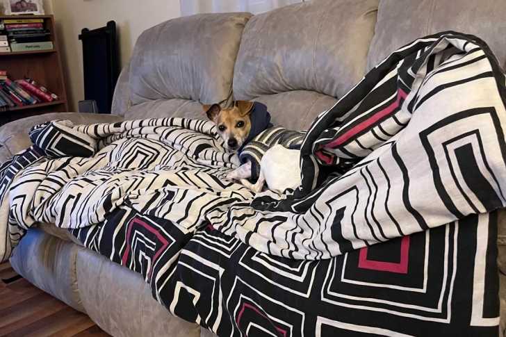 Un Rat Terrier allongé sur un canapé 