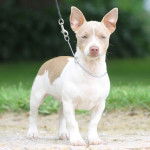 Lick - Teddy Roosevelt Terrier Mâle