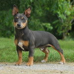 Buzz - Teddy Roosevelt Terrier Mâle