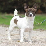 Fanny - Teddy Roosevelt Terrier