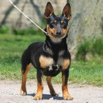 Amy - Teddy Roosevelt Terrier