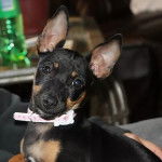 Amy - Teddy Roosevelt Terrier