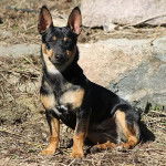 Amy - Teddy Roosevelt Terrier