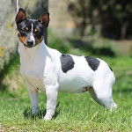 Jazz - Teddy Roosevelt Terrier