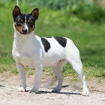 Jazz - Teddy Roosevelt Terrier