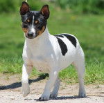 Jazz - Teddy Roosevelt Terrier